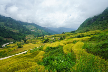 Terraced rice field landscape in harvesting season in Y Ty, Bat Xat district, Lao Cai, north Vietnam