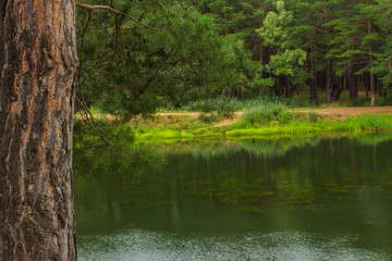 summer lake against the backdrop of a beautiful forest