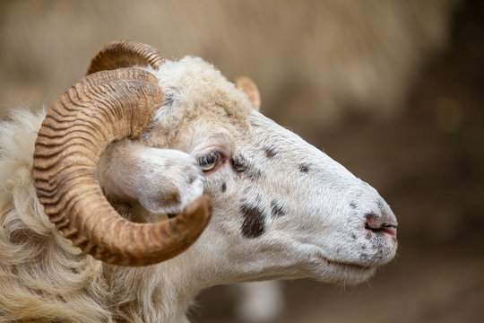 Sheep, Ovis aries. Side view of head