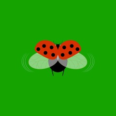 Obraz na płótnie Canvas Ladybird isolated. Illustration ladybug on green background. Cute colorful sign red insect symbol spring, summer, garden. Template for t shirt, apparel, card, poster Design element Vector illustration