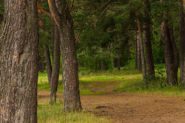 beautiful tree in a summer green forest