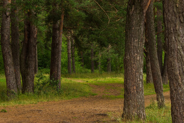 Obraz premium beautiful tree in a summer green forest