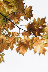 Autumn, fall and minimal composition. Beautiful branch with yellow, orange and green oak leaves. Fall concept and natural background.