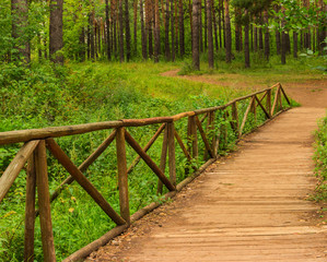 bridge in a beautiful forest over a spring