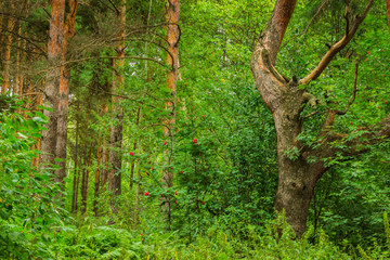 beautiful tree in a summer green forest