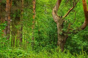 beautiful tree in a summer green forest
