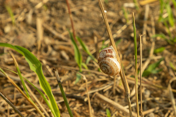 snail on a blade of grass