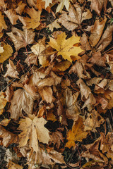Autumn and fall composition. Beige maple leaves background. Flat lay, top view. Fall concept.