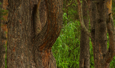 beautiful tree in a summer green forest