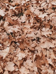 Autumn and fall composition. Colorful orange maple leaves background. Flat lay, top view. Fall concept.