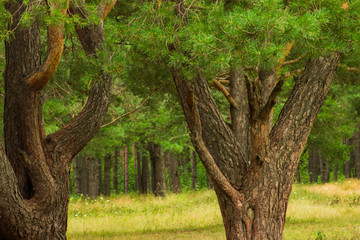 beautiful tree in a summer green forest