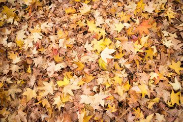 Foglie in autunno