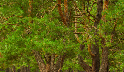 beautiful tree in a summer green forest