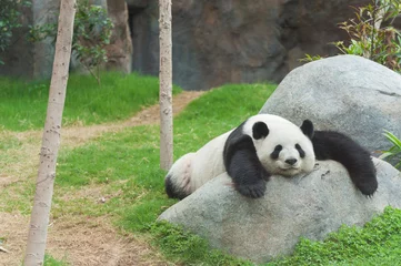 Foto op Plexiglas Schattige reuzenpandabeer die in dierentuin slaapt © leeyiutung