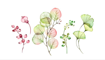 Watercolor Transparent floral set. Eucalyptus branch, leaves and berries isolated on white. Botanical illustration for wedding design