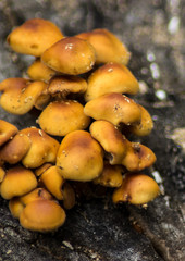 beautiful brown mushrooms on the old stump