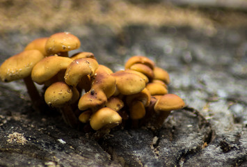 beautiful brown mushrooms on the old stump