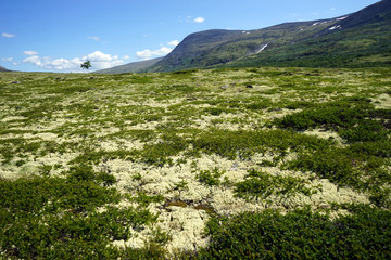 Moss in mountain