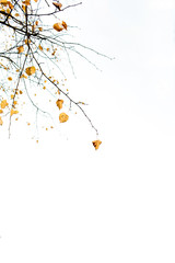 Autumn and fall composition. Dried branch with yellow leaves against white sky. Fall concept. Natural background. Empty space.