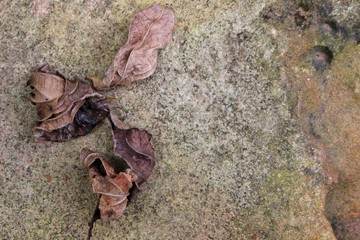 The dry orange leaves fell on the gray stone floor