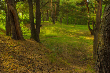 Fototapeta premium beautiful tree in a summer green forest