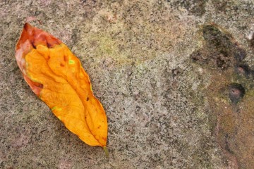 The dry orange leaves fell on the gray stone floor