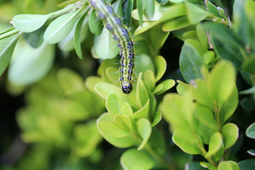 Buchsbaumzünsler, boxwood borer, Cydalima perspectalis