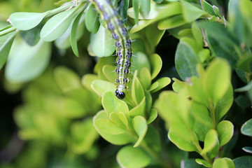 Buchsbaumzünsler, boxwood borer, Cydalima perspectalis