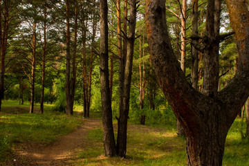 beautiful tree in a summer green forest