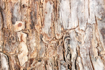 Abstract Tree bark texture. Natural wood background, bark textures, Textured and surface of the bark on trunk of the big tree in the forest