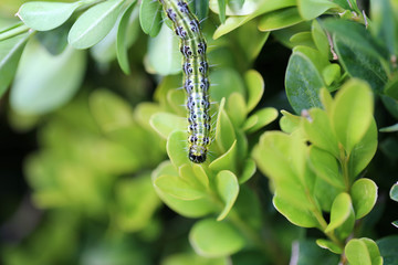 Buchsbaumzünsler, boxwood borer, Cydalima perspectalis