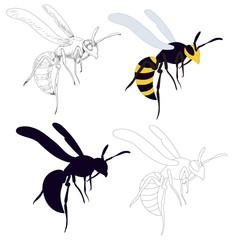 isolated, wasp, bee, on a white background, with sketch and silhouette