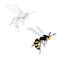  isolated, wasp, bee, on a white background, with sketch