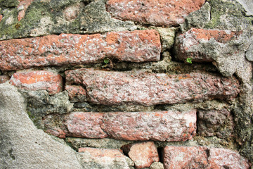 Stone background, A little tree on brick wall, Old brick wall fracture damaged background, Little tree on ancient red bricks wall
