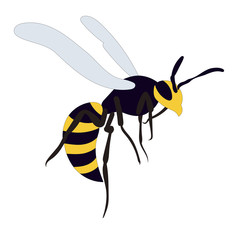  isolated, wasp, bee, on a white background
