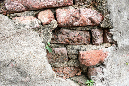 Stone background, A little tree on brick wall, Old brick wall fracture damaged background, Little tree on ancient red bricks wall