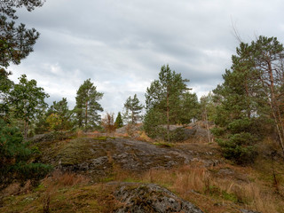 Scandinavian landscape. Trees grow in a rocky environment. Stony trail. Windy cloudy skies.