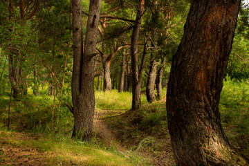 Fototapeta premium beautiful tree in a summer green forest