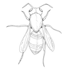 vector, isolated, sketch with lines of wasp, bee