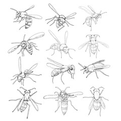 vector, isolated, sketch with lines of wasp, bee, on a white background, set