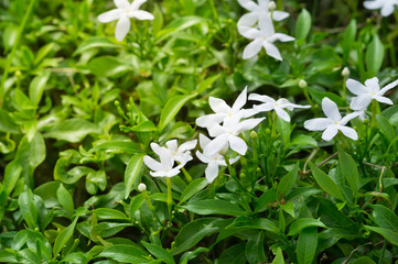 White flowers with green leaf in garden.