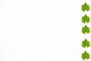 decorative frame from green natural grape leaves on a white background