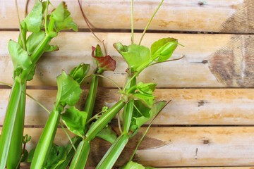 Local green herb plants on bamboo floors
