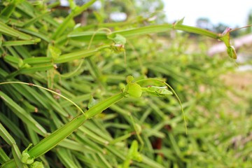 A green folk herb plant on a country house fence reflects yellow sunlight