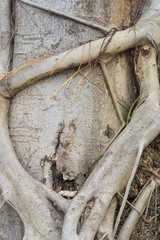 Close up living big tree root.