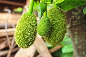 The green jackfruit is growing, looks beautiful