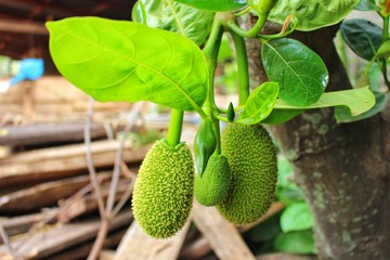 The green jackfruit is growing, looks beautiful