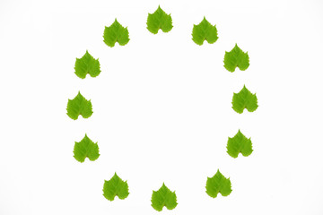 decorative frame from green natural grape leaves on a white background