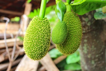 The green jackfruit is growing, looks beautiful