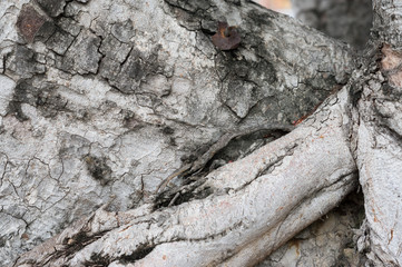 Close up living big tree root.